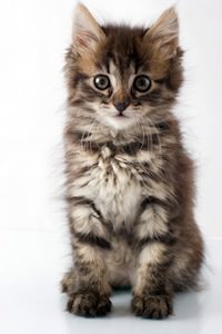 53aaf34b83f4c-dreamstime_xl_5611868